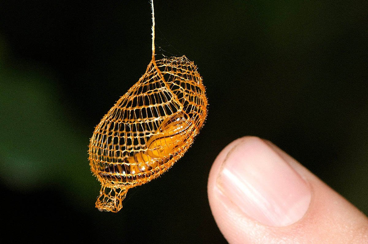 Кокон для пчеломатки