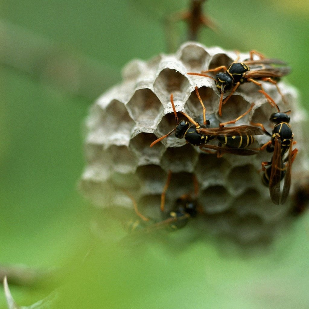 Гончарная Оса гнездо