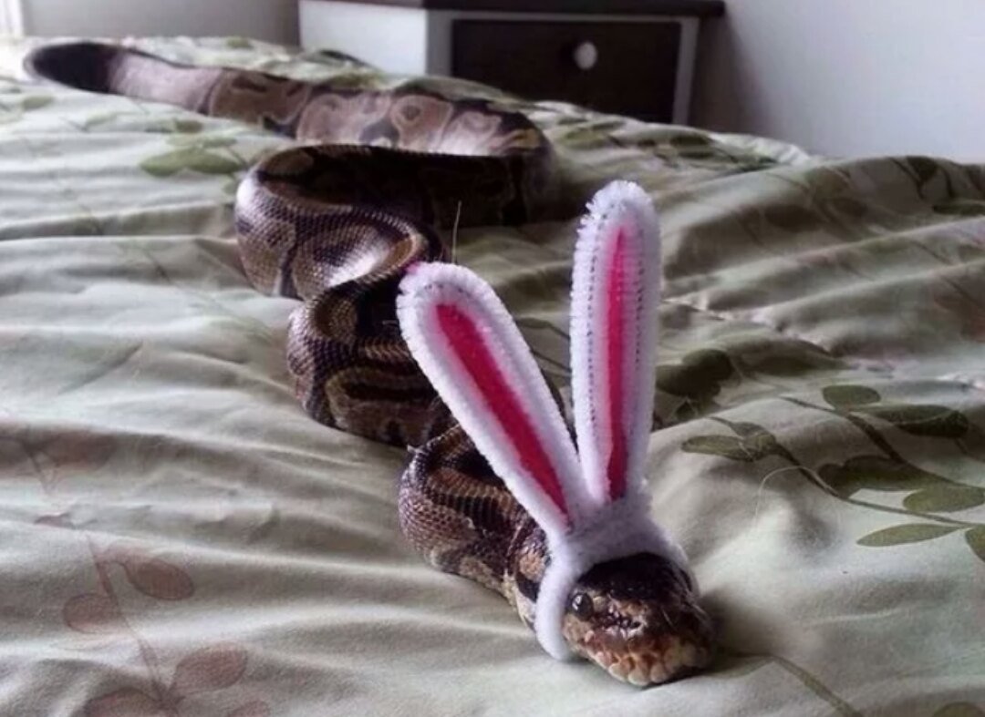 Когда пытаешься быть зайкой