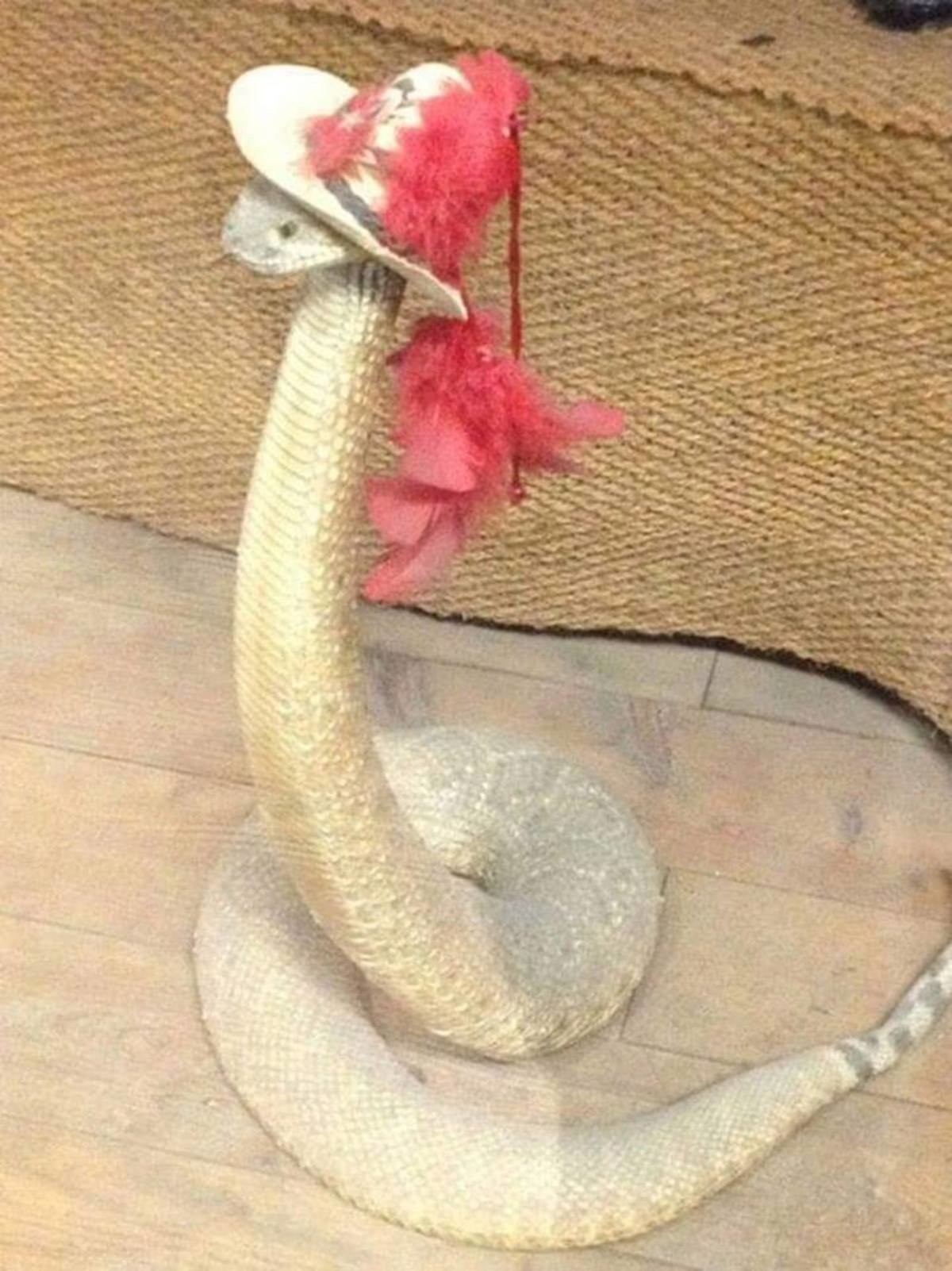 Snakethug. Змея в шапочке. Смешная змея. Змея в шляпе. Змея с ушами.