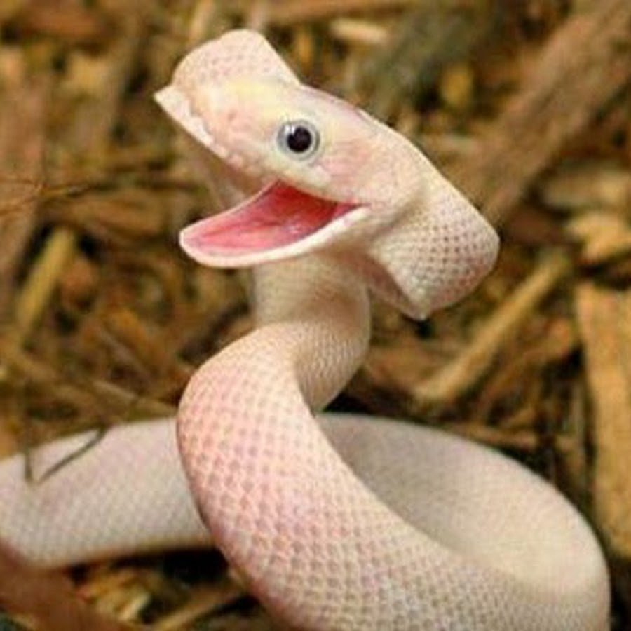 Куфия альбинос