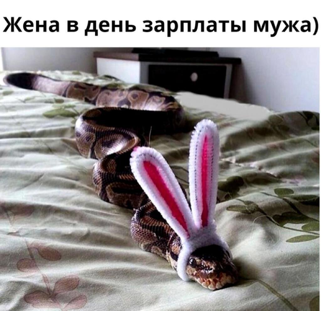 Змея с заячьими ушками