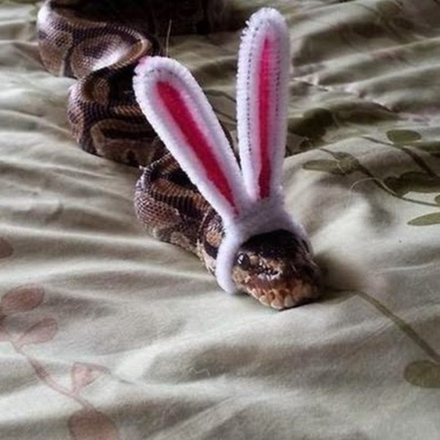 Змея с заячьими ушами