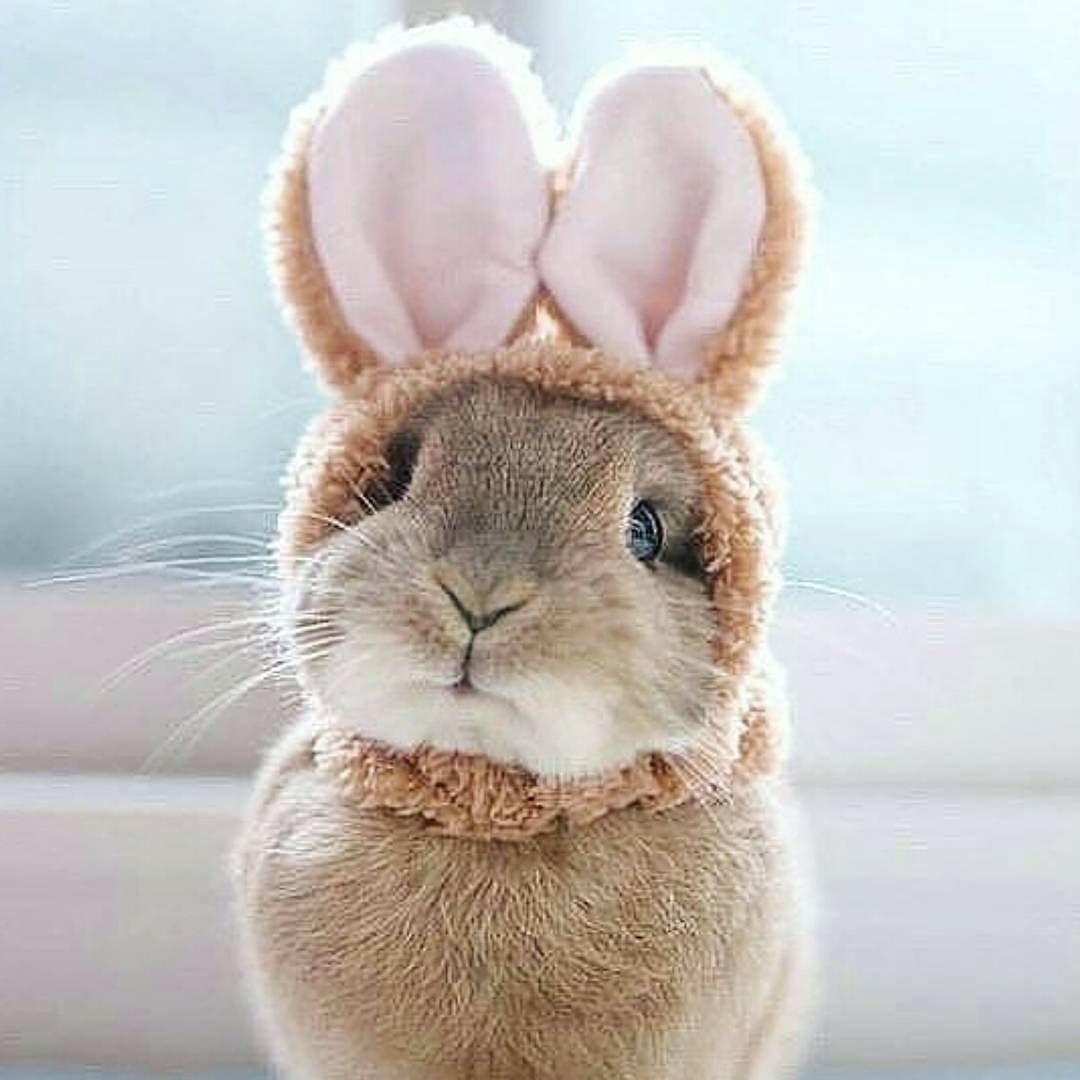 Смешные зайчики