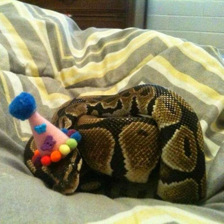 Эстетика змей