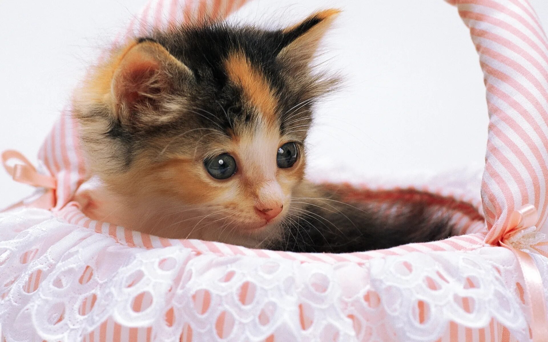 Кошка красивая маленькая. Милые кошки. Красивые котята. Маленький котенок. Котята милашки.
