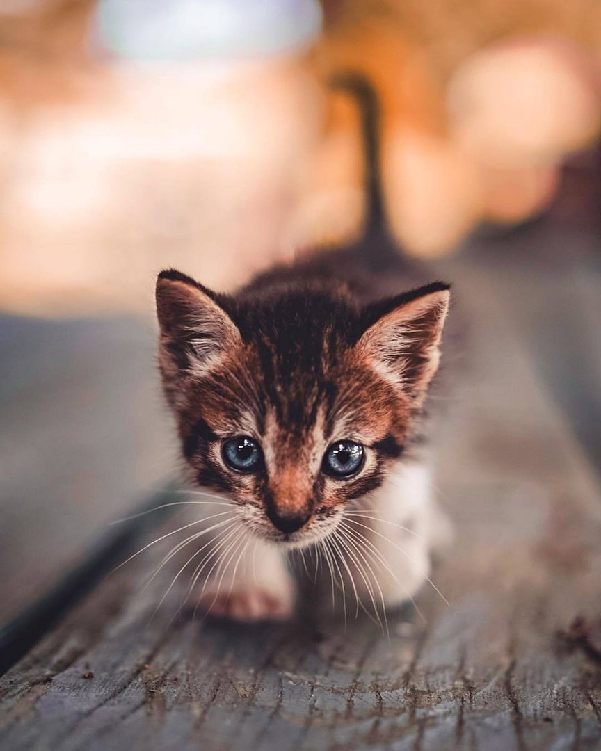 Самые милые котики