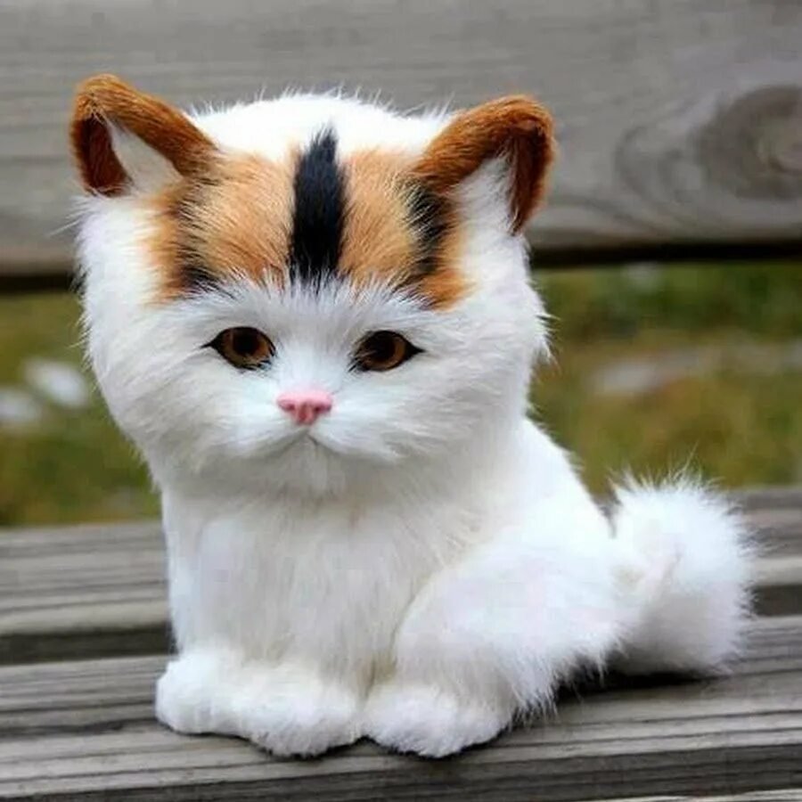 Милые кошки