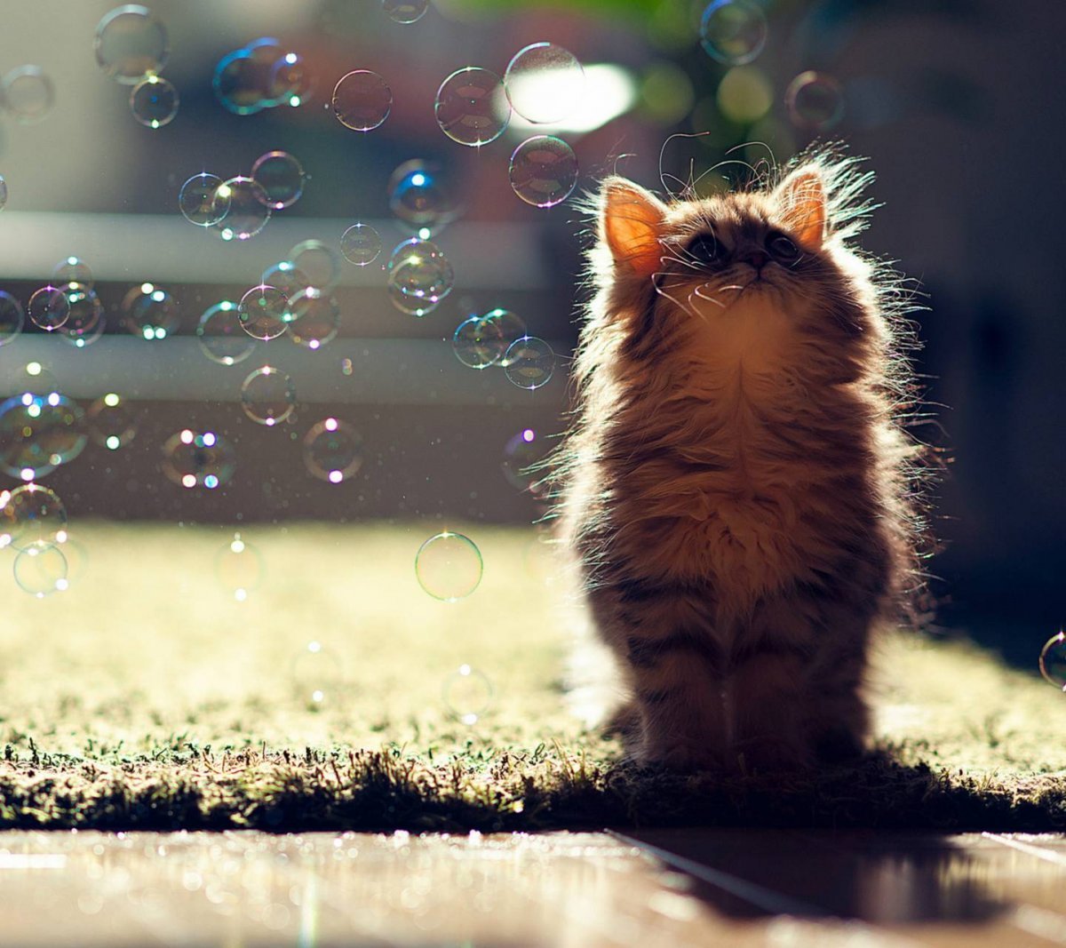 Котенок и мыльные пузыри