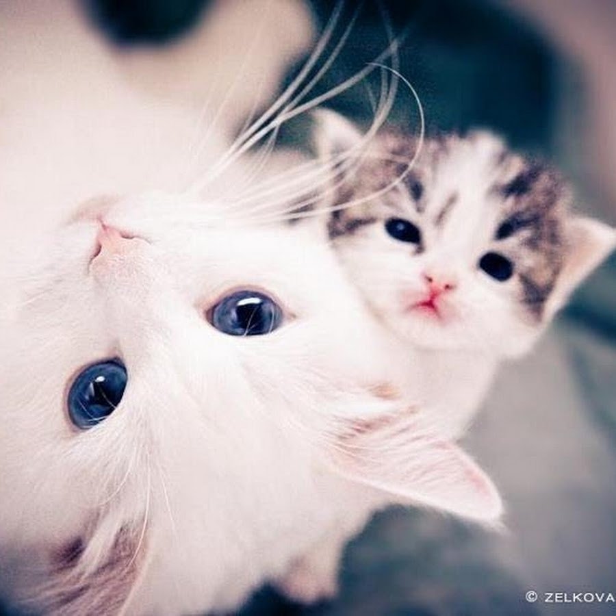 Милые котики