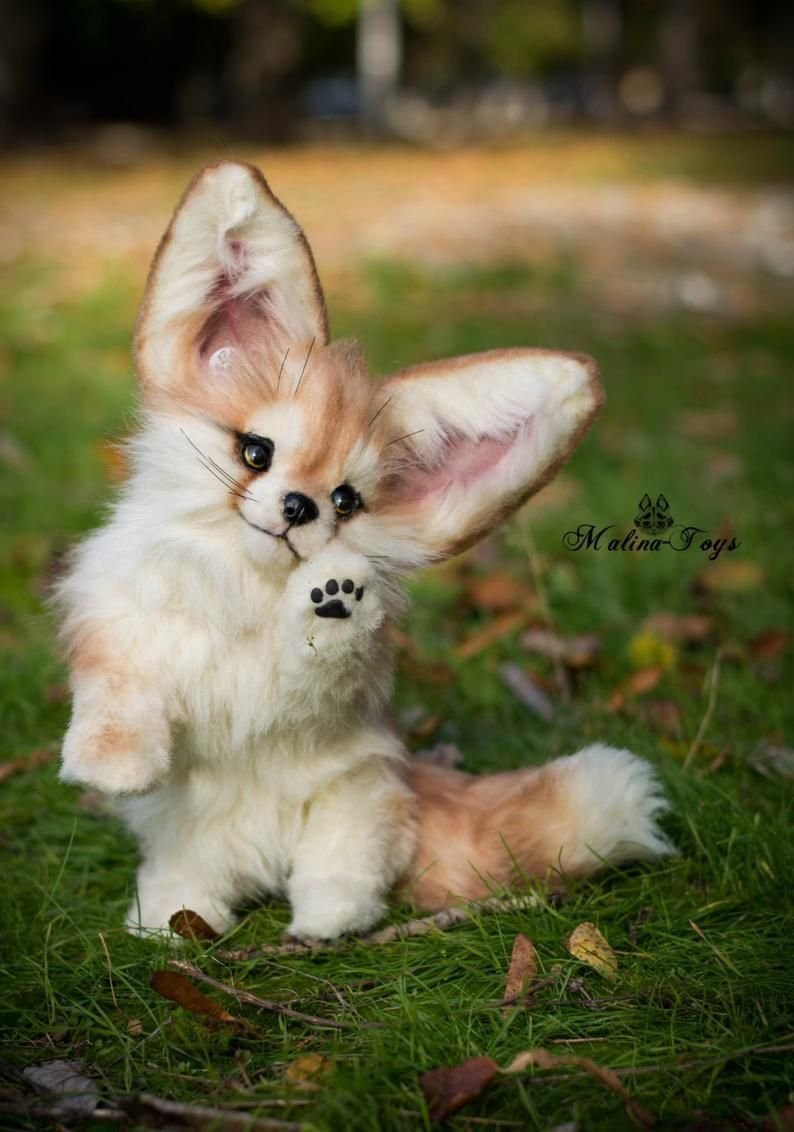 Фенек Фокс щенок