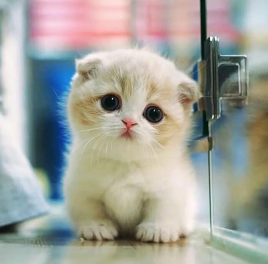 Очень милые котики