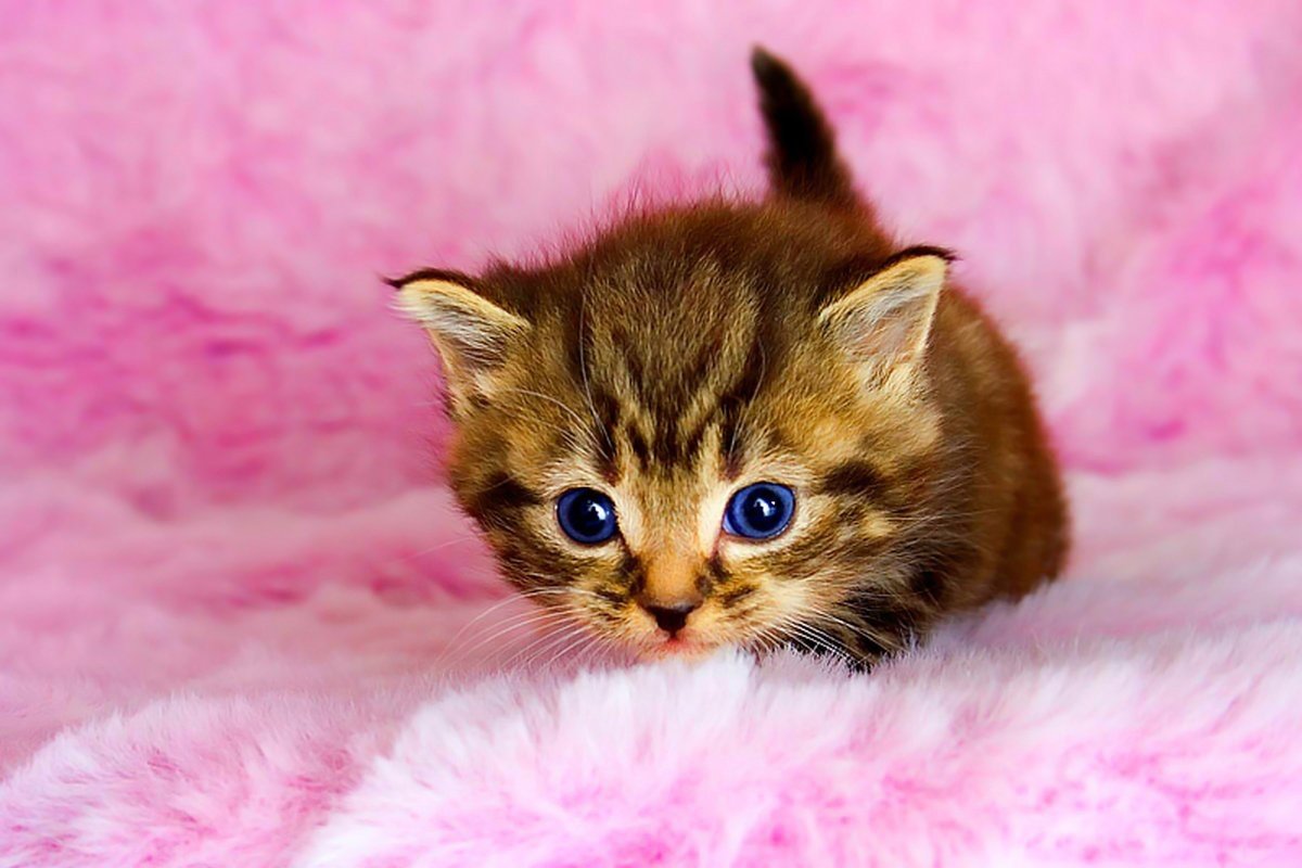 Маленький котенок