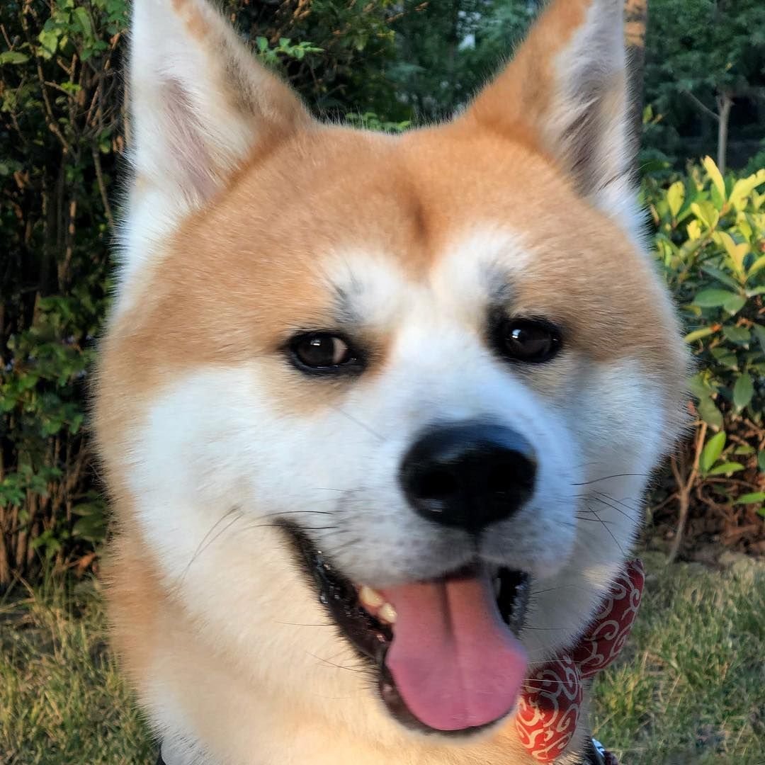 Акита и корги