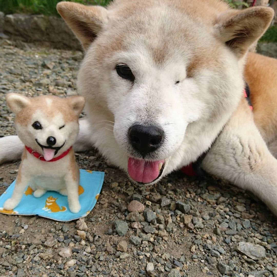 Сиба ину смесь