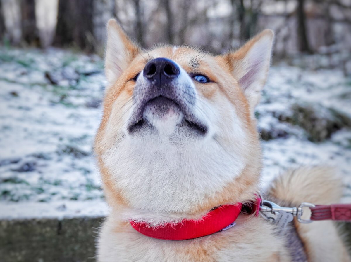 Корги и Акита ину на одной фотографии