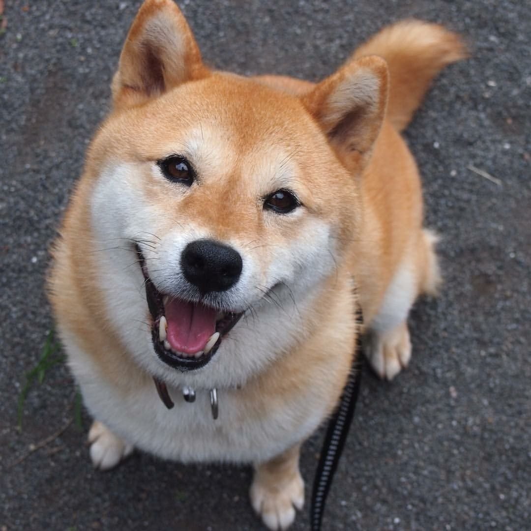 Сиба ину и Мопс