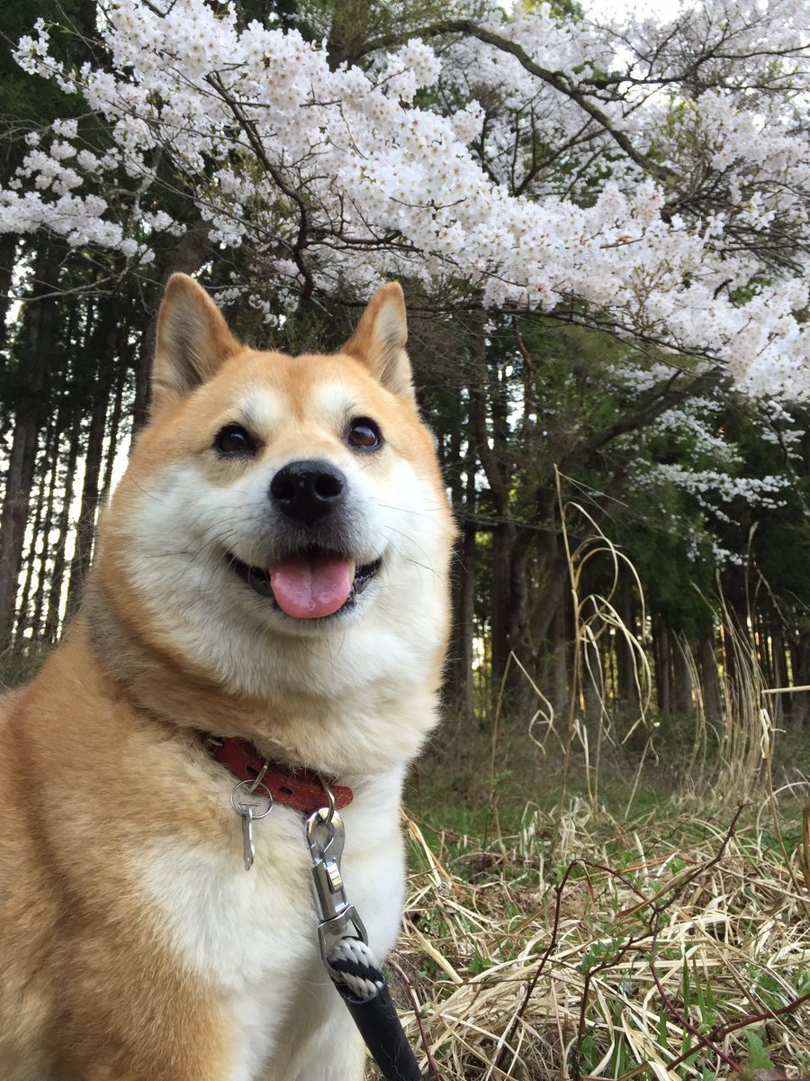 Метис сиба ину