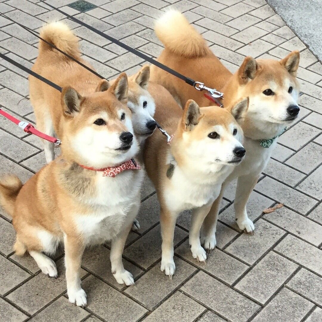 Шиба ину и Акита ину