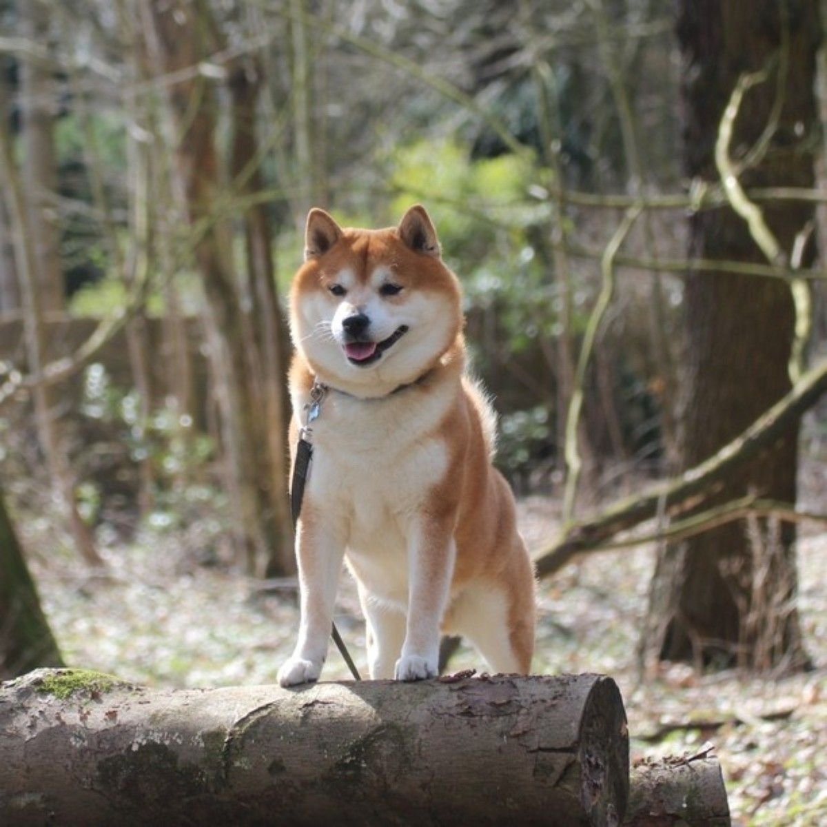 Метис акиты