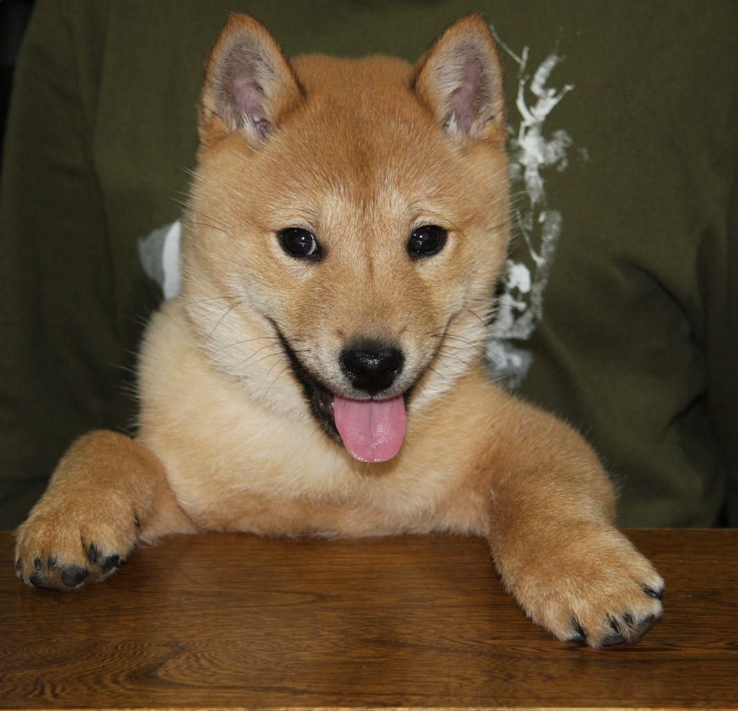 Метис сиба ину