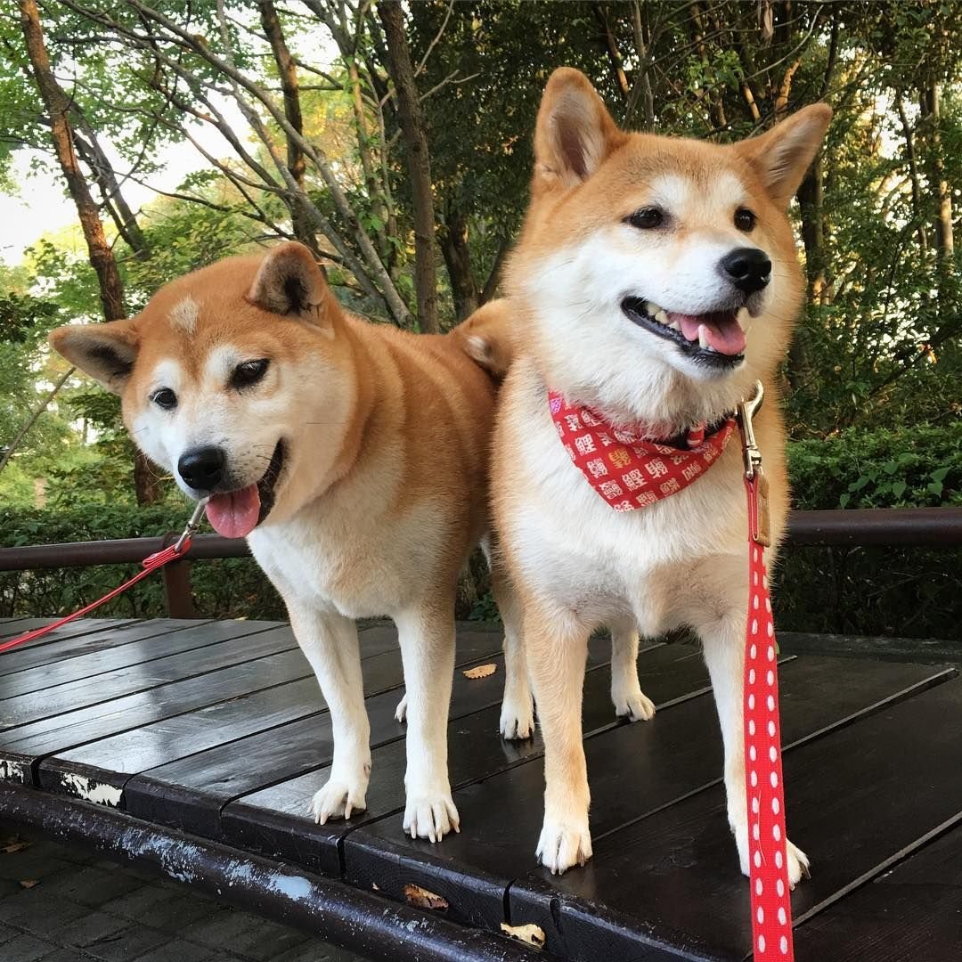 Сиба ину и хаски Акита