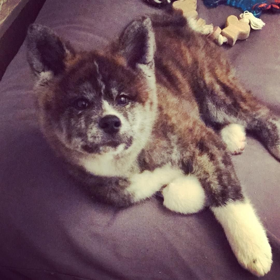 Помесь хаски и Акита ину