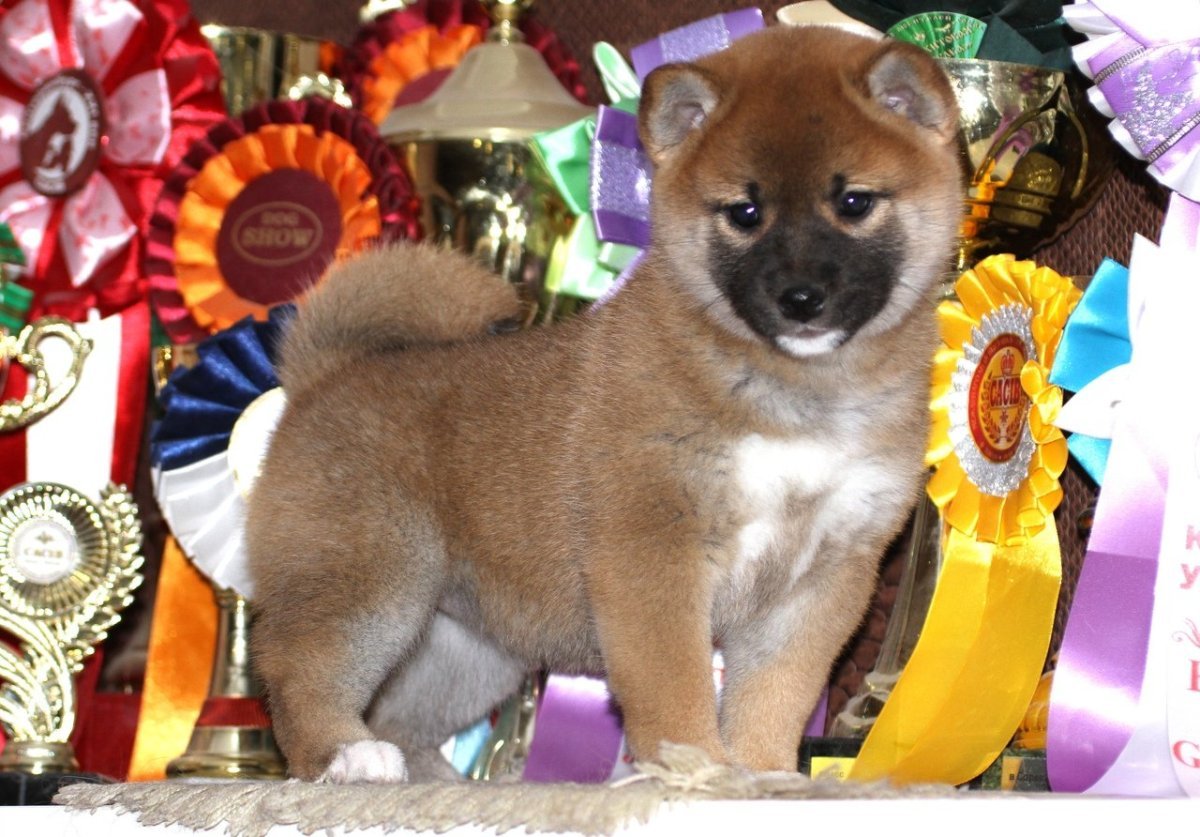 Метис сиба ину