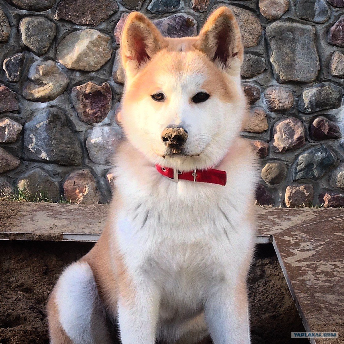 Метис Акита ину и сиба ину