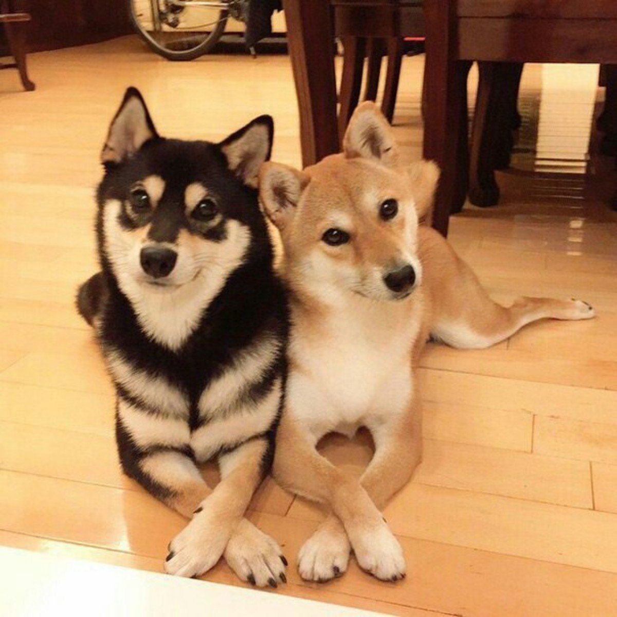 Метис сиба ину