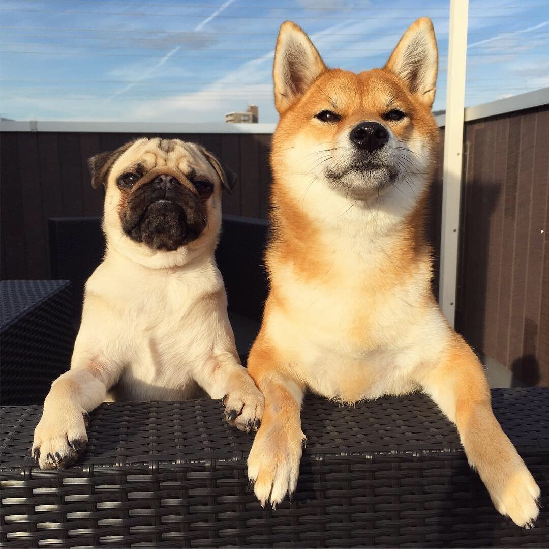 Сиба ину и корги