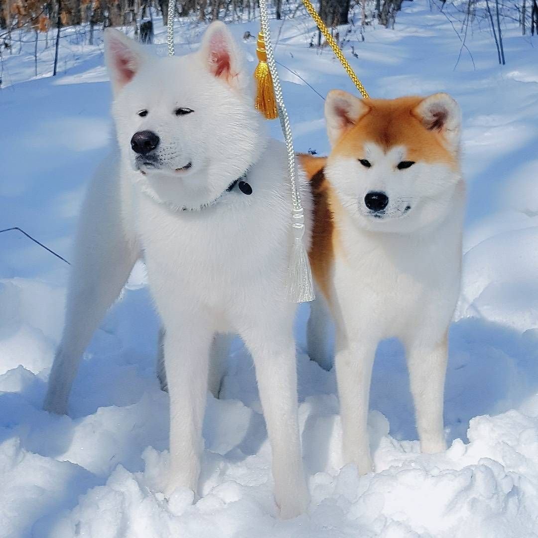 Помесь хаски и Акита ину