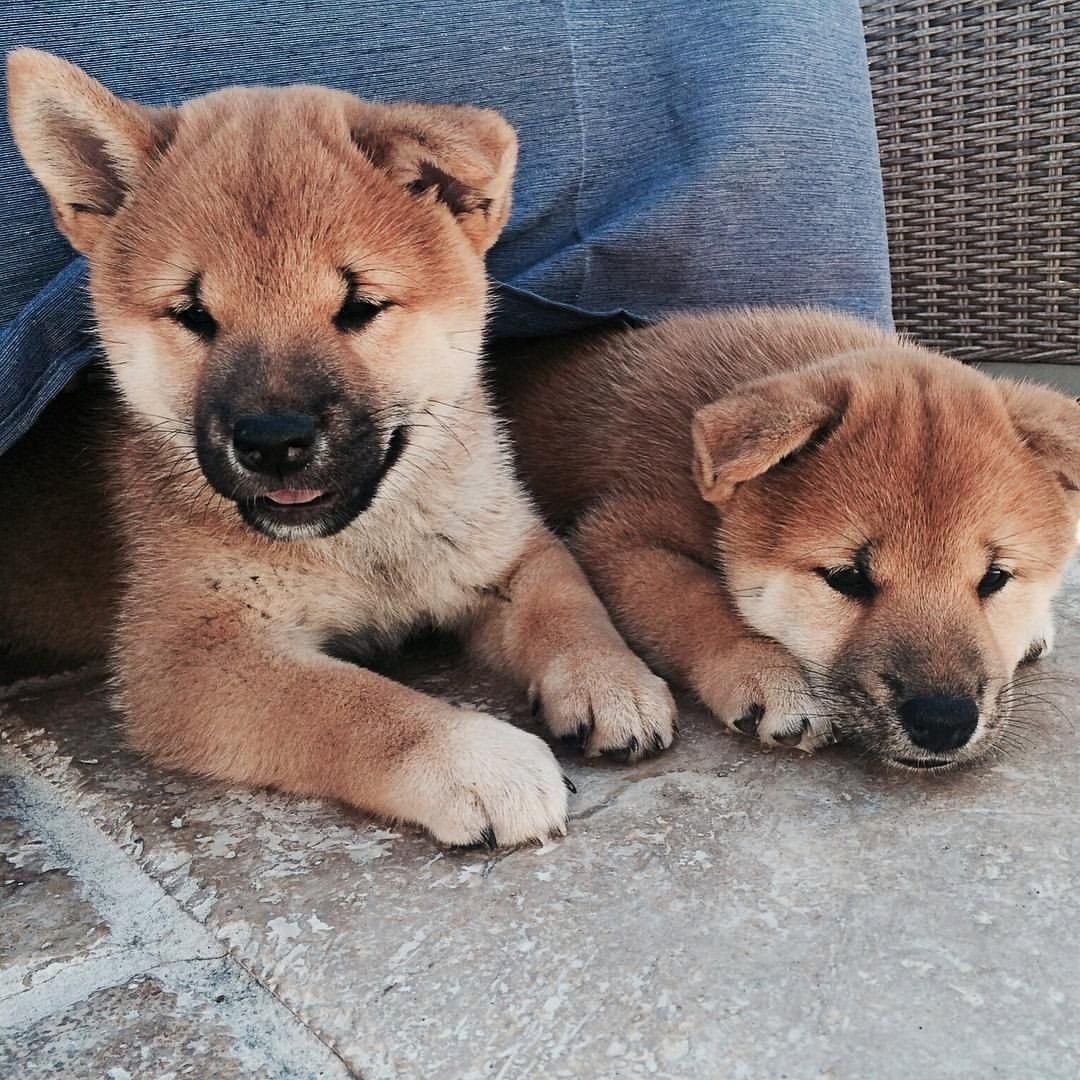 Японская лайка Акита ину