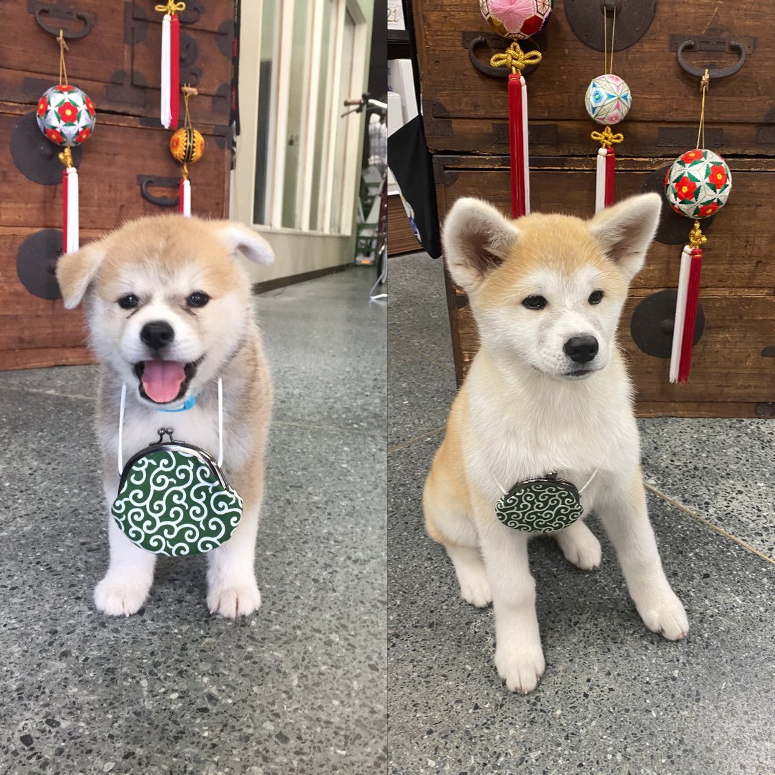 Метис Акита ину и сиба ину