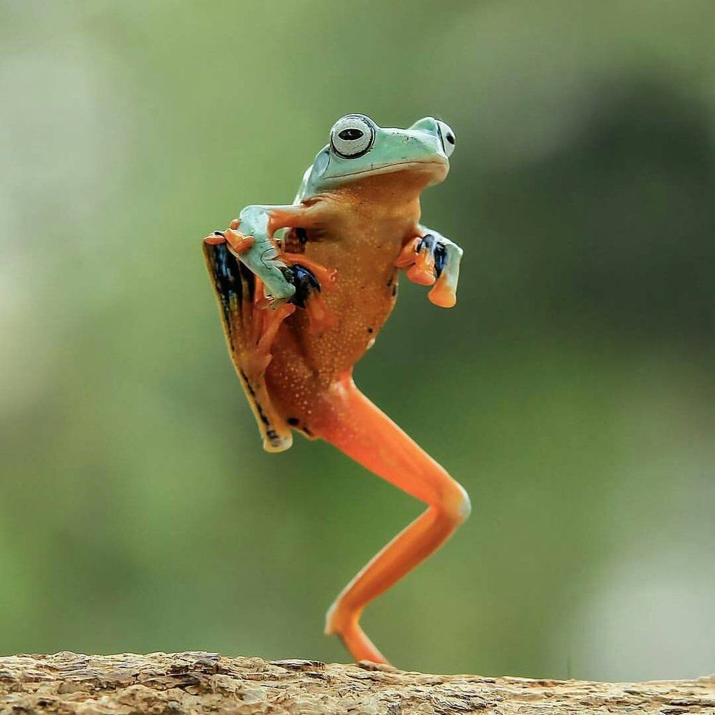 Лягушка в прыжке