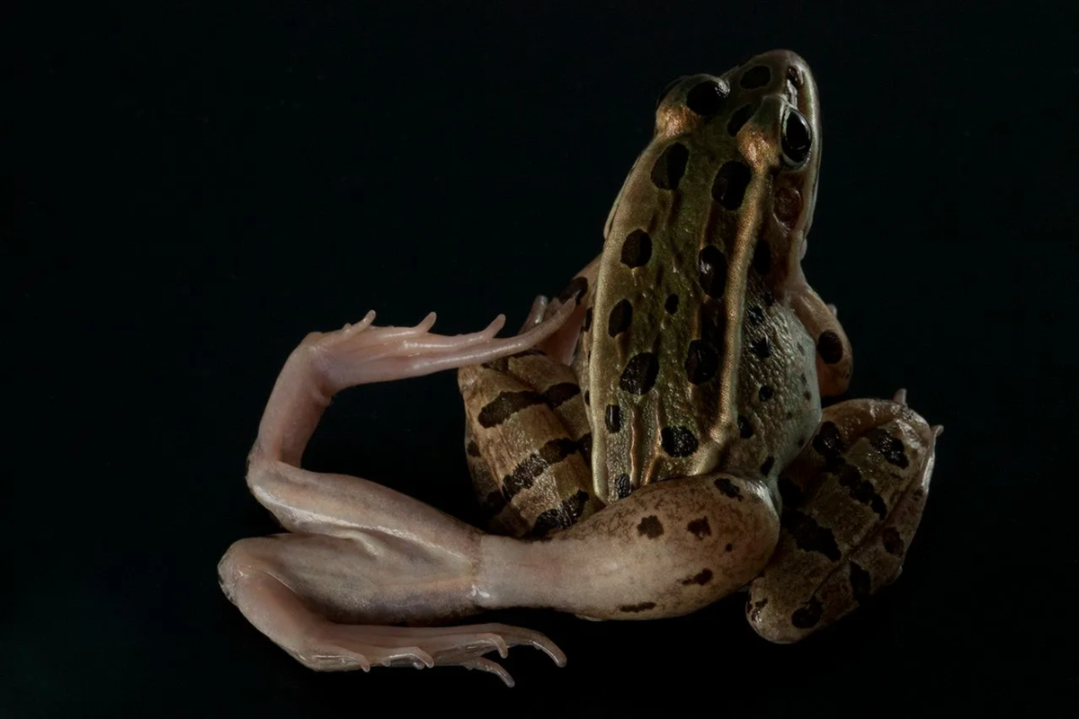 Бежевая жаба