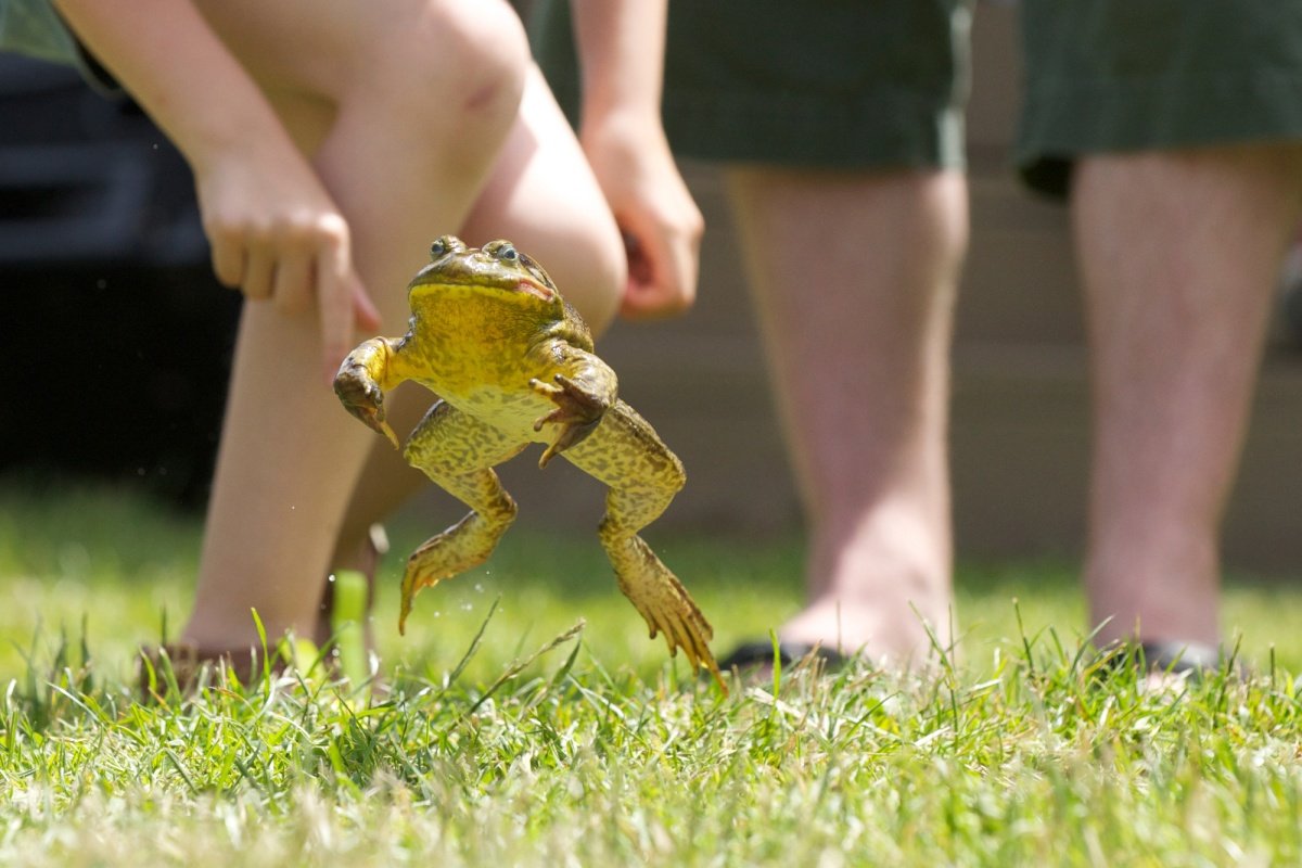 Лягушка прыгает