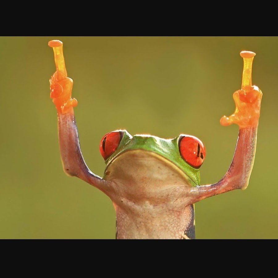 Лягушка с факом