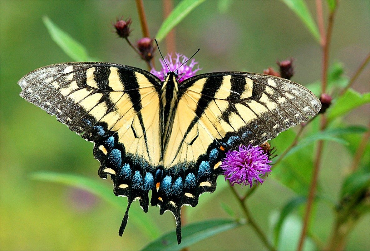 Бабочка Махаон ussuriensis