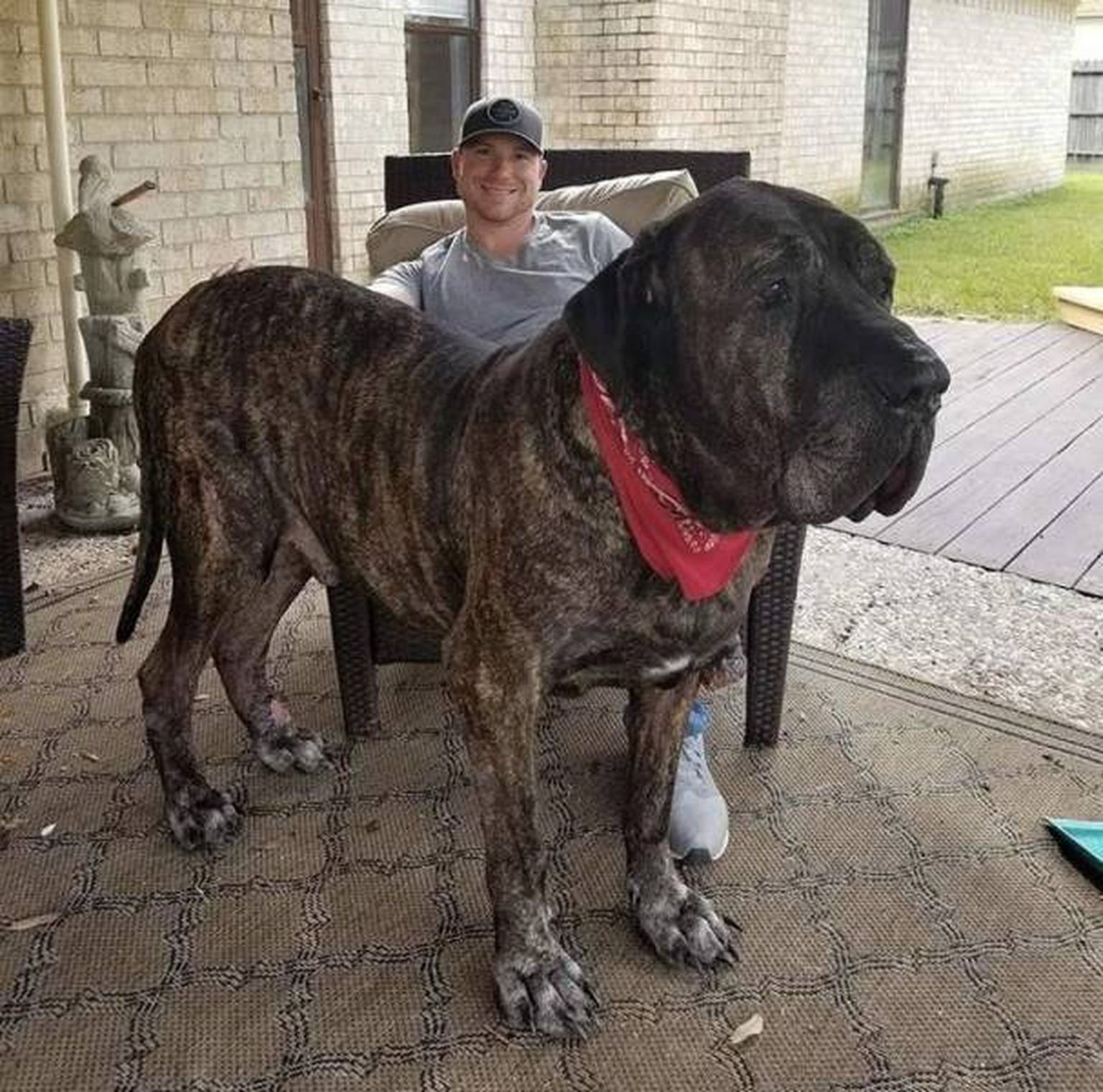 самая большая собака в мире фото порода
