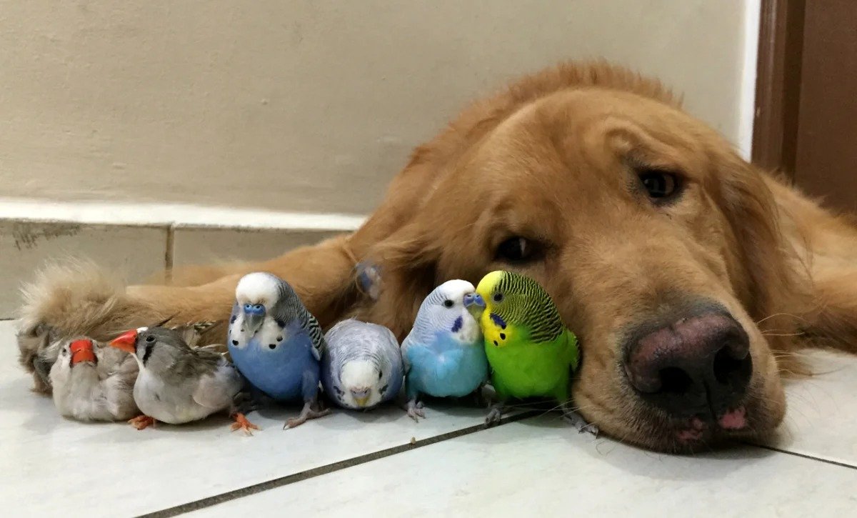 Дружелюбные животные