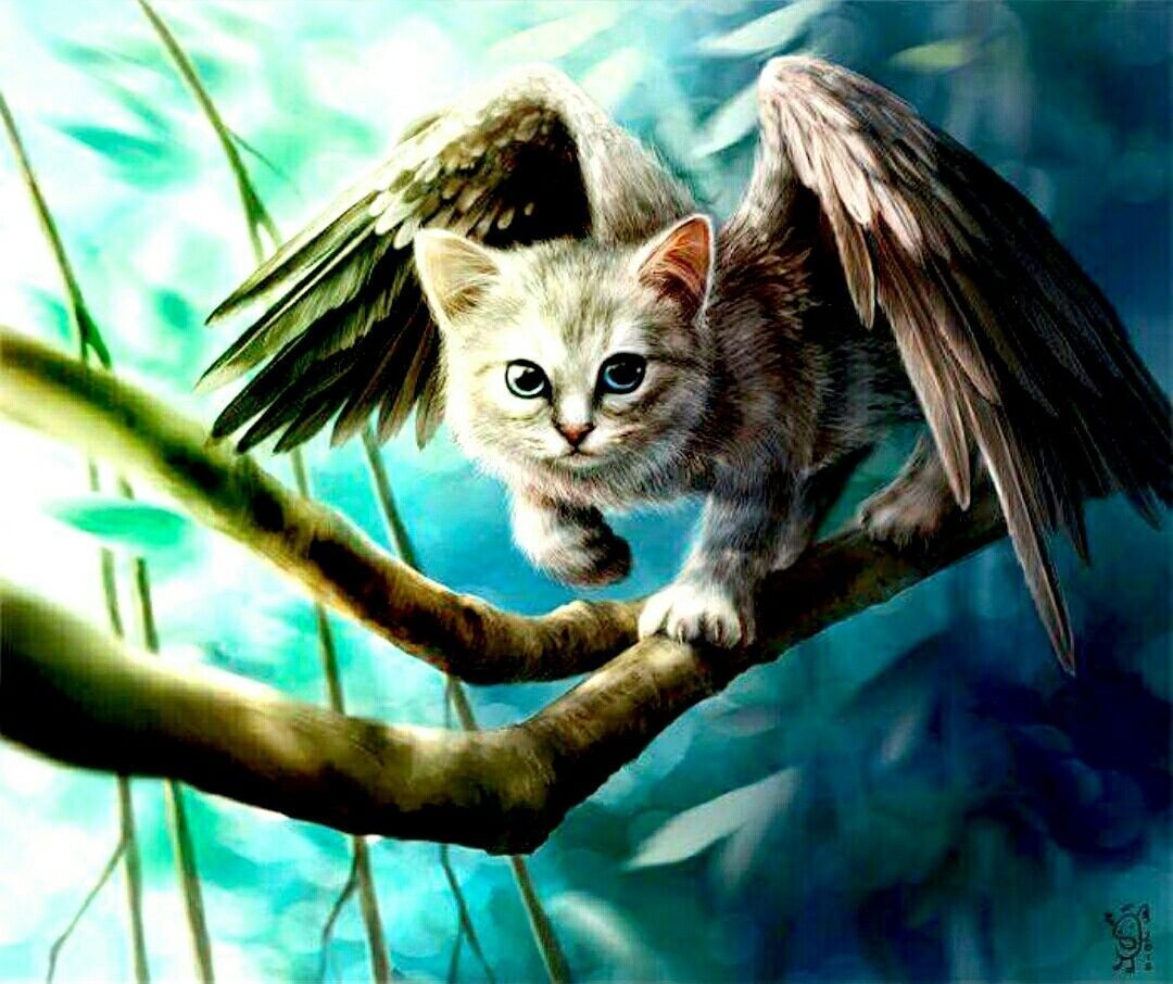 Крылатые коты