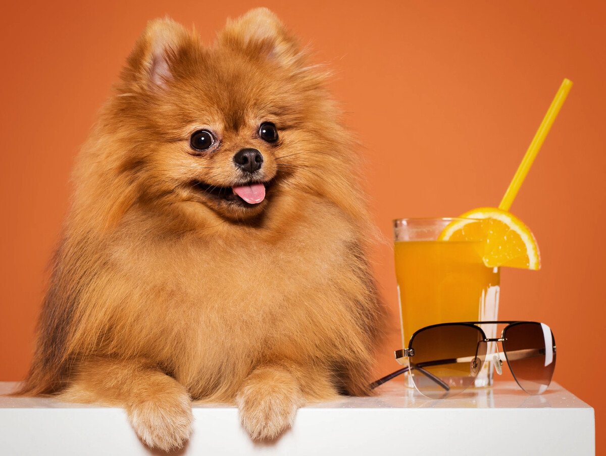 Померанский шпиц персиковый