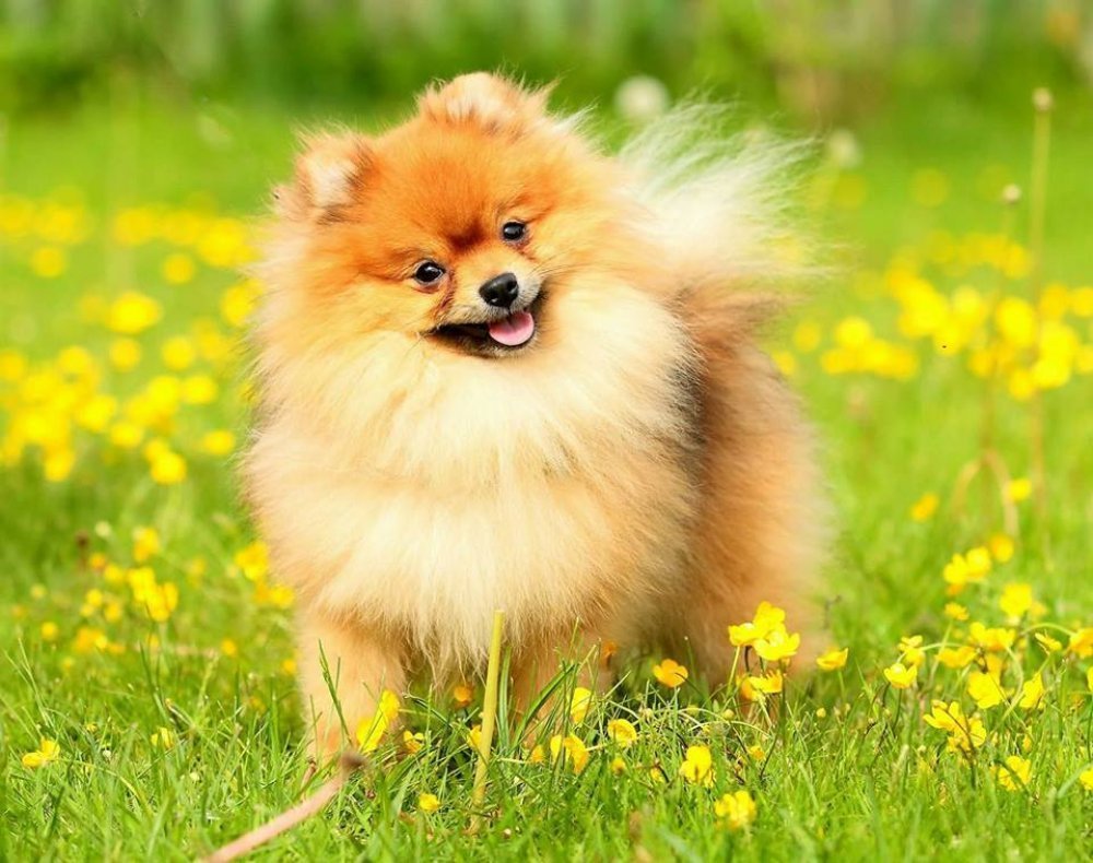 Шпиц фото дома с девушкой