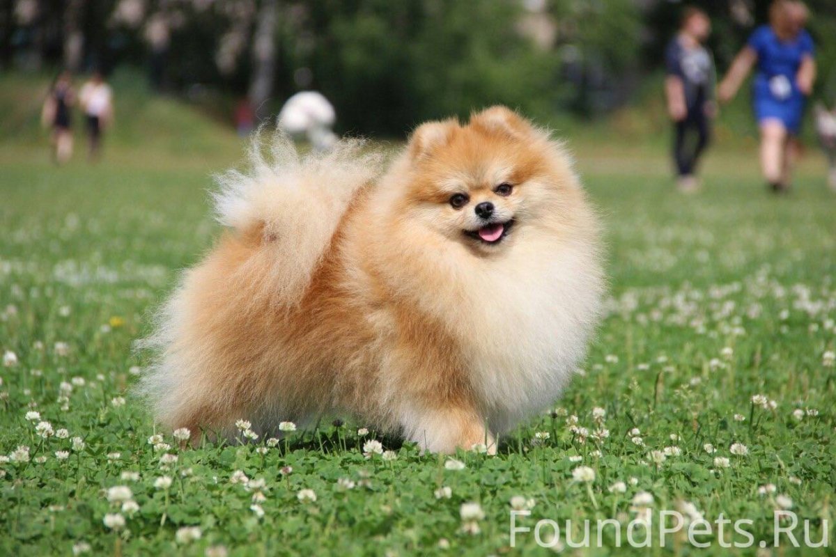 Шпиц Лайт оранж померанский