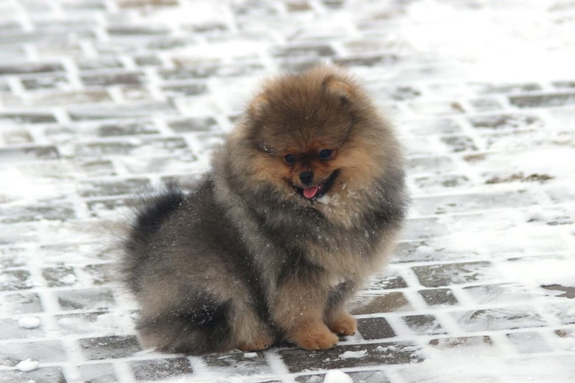 Рыжий подпалый шпиц