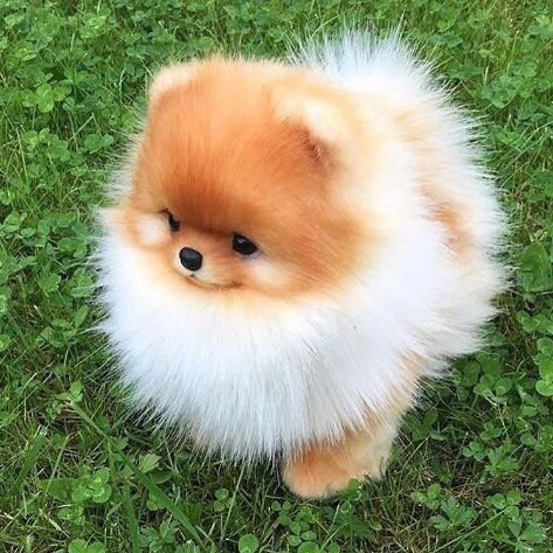 Белый шпиц Эстетика