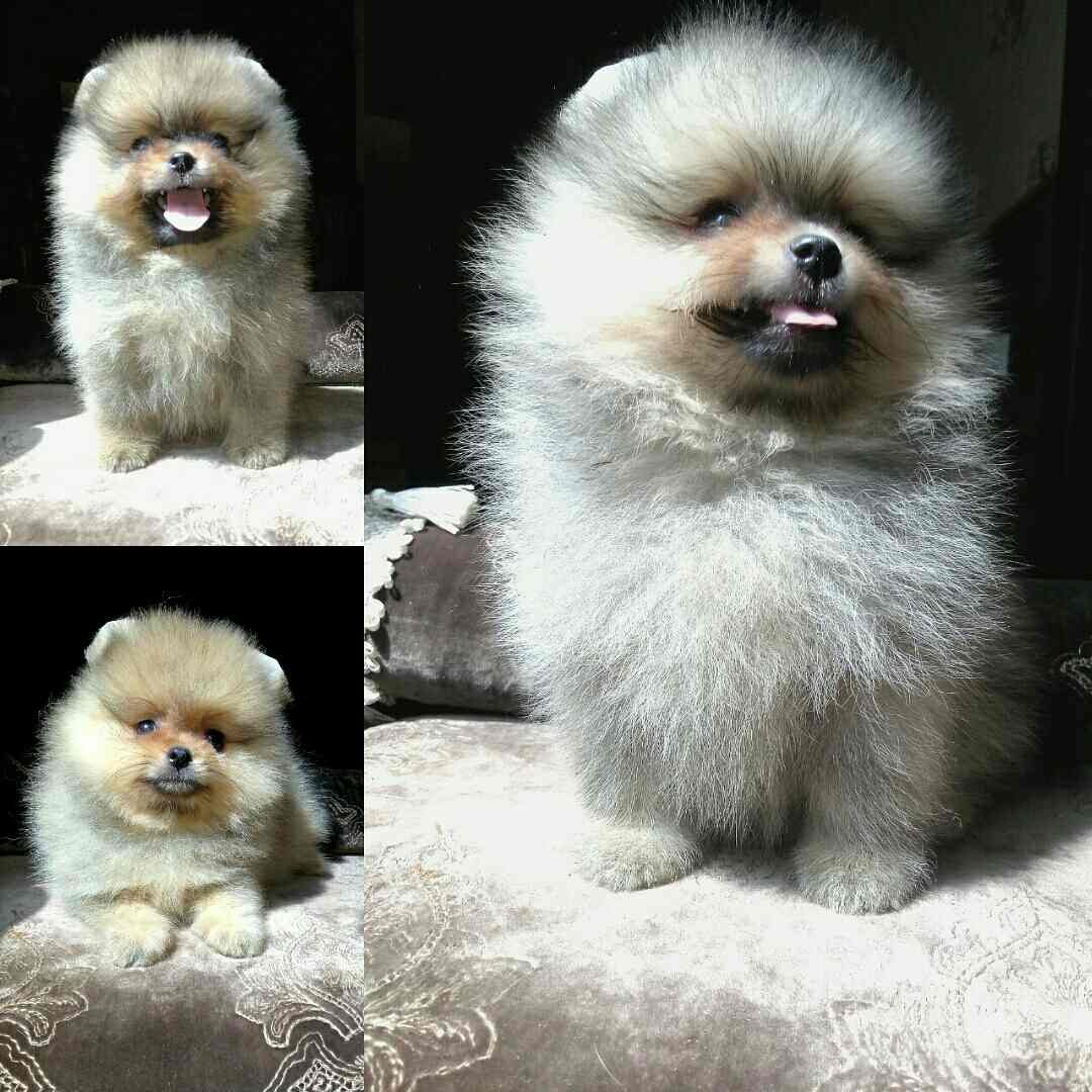 Стефани шпиц