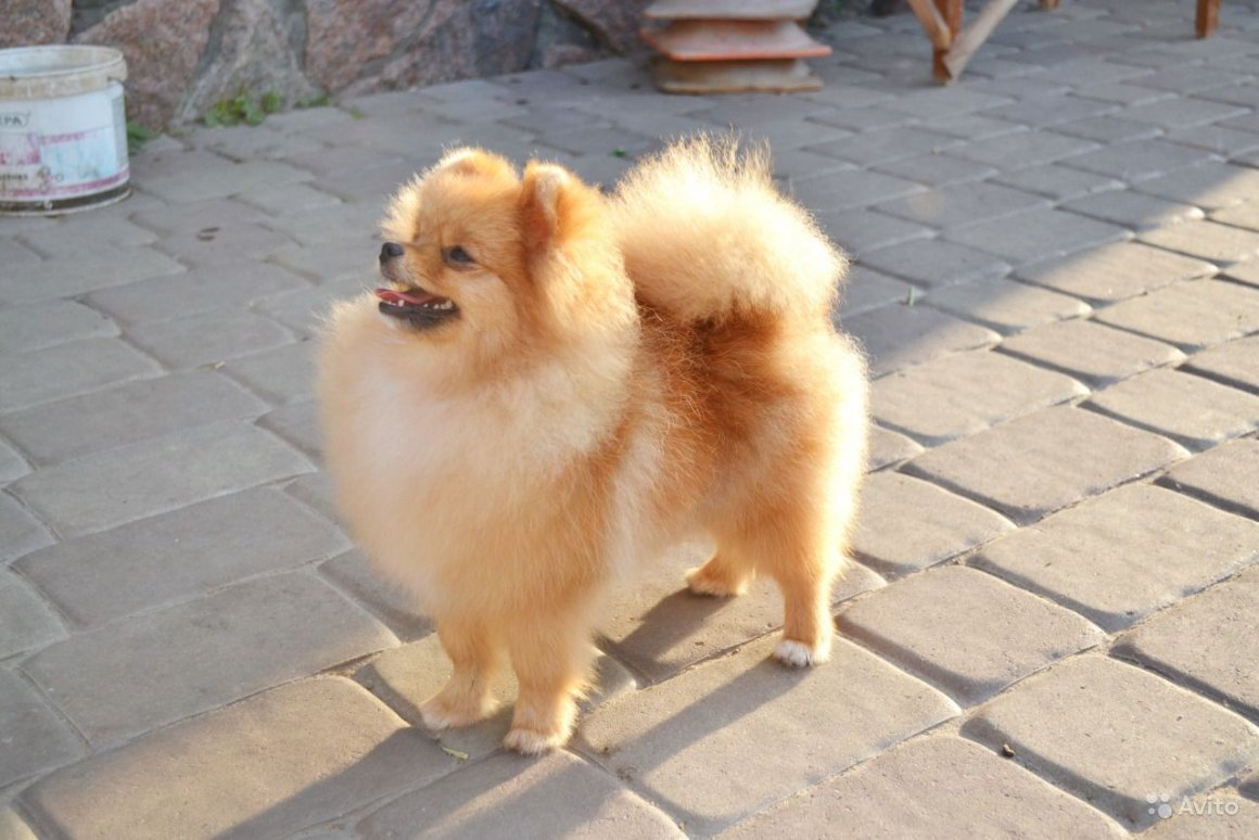 Болезни шпица померанского