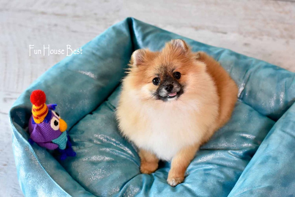 Шпиц мишка оранжевая девочка